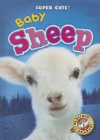 Baby_sheep